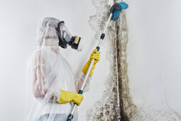 Best Attic Mold Removal  in Woodcrest, CA